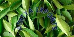 Curry Leaves