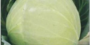 Hybrid Cabbage
