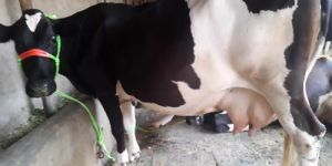 Cross Breed Murrah Cow