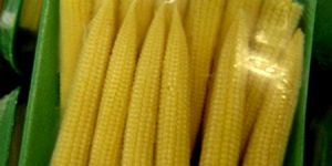Baby Corn