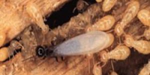 Termite Pest Control Services