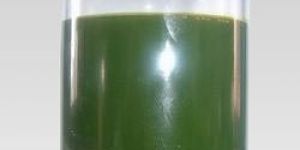 Rubber Processing Oil