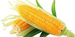 Yellow Whole Maize