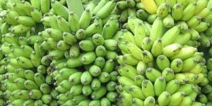 Fresh Green Banana