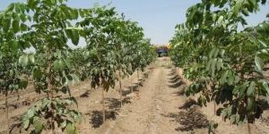 African Mahogany Plants