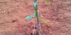Agarwood Plants Saplings