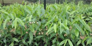 Agarwood Seedling