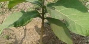 Tissue Culture Burma Teak Plants