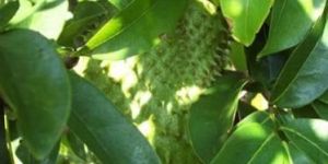 Gravolia Plants - Sour sop plants