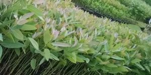 Teakwood Plantation Service