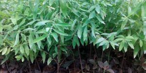 White Sandalwood Plants