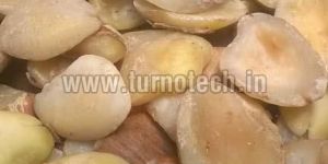 BRACHYSTEGIA EURYCOMA SEEDS