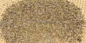 Helichrysum Italicum Seeds