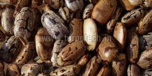 Manihot Esculenta Seeds