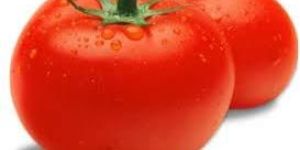 Fresh Tomato