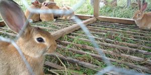 Rabbit Farming