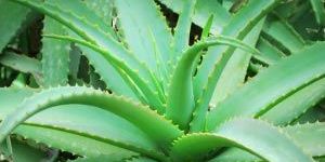 Aloe Vera Leaves