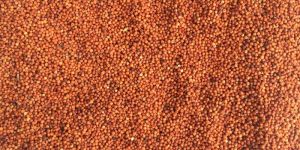 Red Millet