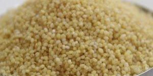 Foxtail Millet