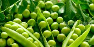 Fresh Peas