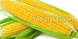 Sweetcorn