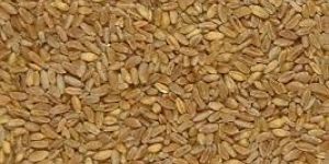 Durum Wheat Seeds