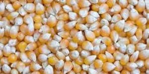 Maize Seeds