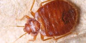 Bed Bug Control Services