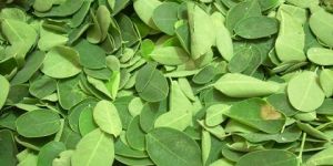 Drumstick Tree Leaves