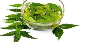 Neem Leaves