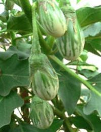 Fresh Brinjal