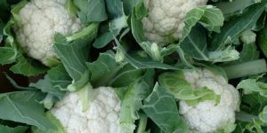 Fresh Cauliflower