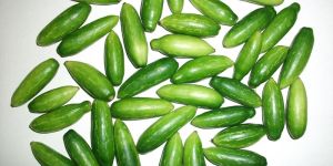 Fresh Coccinia Grandis