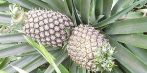 Fresh Pineapple