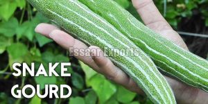 Fresh Snake Gourd