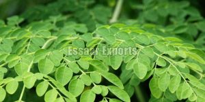 Moringa Leaf