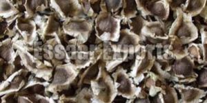 Moringa Seeds