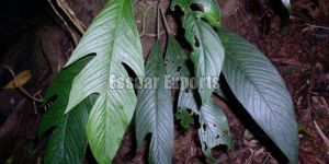 Rhaphidophora Pertusa