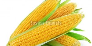 Sweet Corn