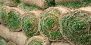 Grass Carpet Roll