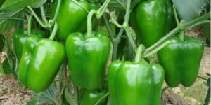 Capsicum