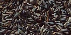 Niger Seeds
