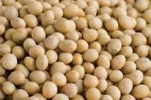 Soyabean