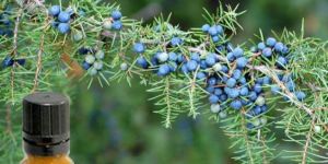 Juniper Berry Oil