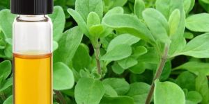 Marjoram Oil