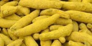 Rajapuri Turmeric