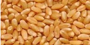 Wheat