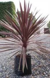 Cordyline Red Star Plant