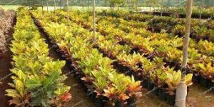 Crotons Plant