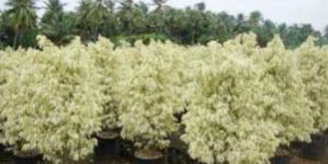 Ficus Starlight Plant